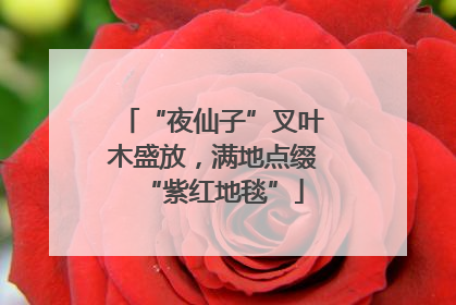 “夜仙子”叉叶木盛放，满地点缀“紫红地毯”