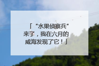 “水果侦察兵”来了，我在六月的威海发现了它！