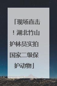 现场直击！湖北竹山护林员实拍国家二级保护动物