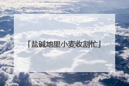 盐碱地里小麦收割忙
