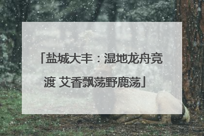 盐城大丰：湿地龙舟竞渡 艾香飘荡野鹿荡