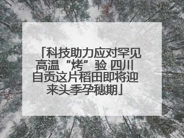 科技助力应对罕见高温“烤”验 四川自贡这片稻田即将迎来头季孕穗期