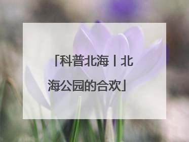 科普北海丨北海公园的合欢