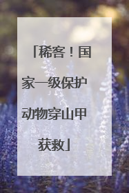 稀客！国家一级保护动物穿山甲获救