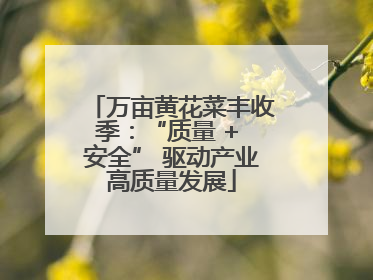 万亩黄花菜丰收季：“质量 + 安全” 驱动产业高质量发展