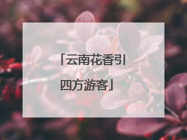 云南花香引四方游客