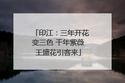 印江：三年开花变三色 千年紫薇王盛花引客来