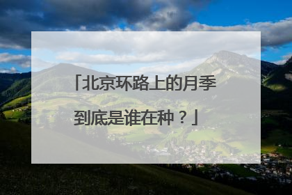 北京环路上的月季到底是谁在种？