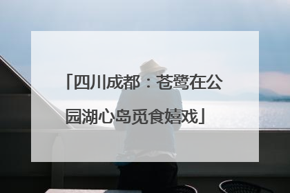 四川成都：苍鹭在公园湖心岛觅食嬉戏