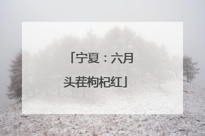 宁夏：六月头茬枸杞红