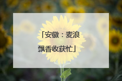 安徽：麦浪飘香收获忙