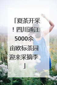 夏茶开采！四川通江5000余亩欧标茶园迎来采摘季