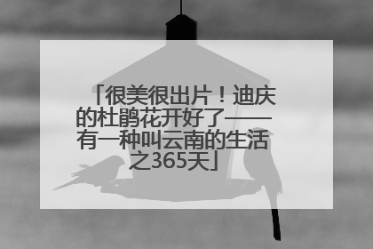很美很出片！迪庆的杜鹃花开好了——有一种叫云南的生活之365天