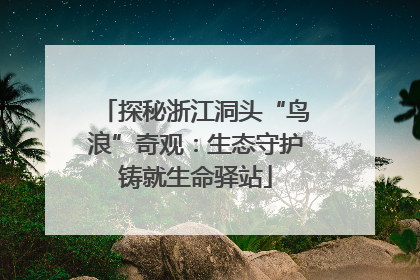 探秘浙江洞头“鸟浪”奇观：生态守护铸就生命驿站