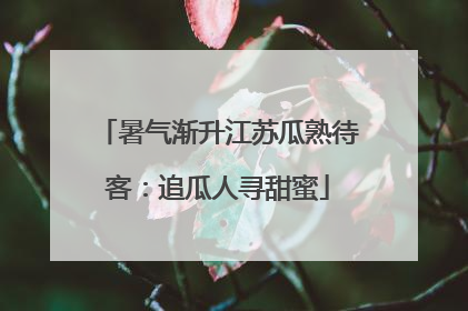 暑气渐升江苏瓜熟待客：追瓜人寻甜蜜