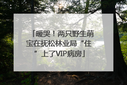 暖哭！两只野生萌宝在抚松林业局“住”上了VIP病房