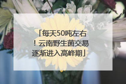 每天50吨左右！云南野生菌交易逐渐进入高峰期