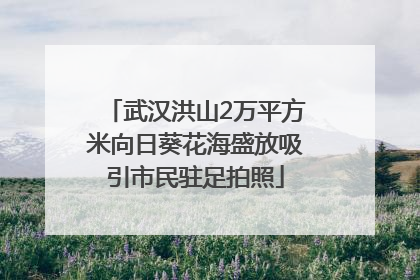 武汉洪山2万平方米向日葵花海盛放吸引市民驻足拍照