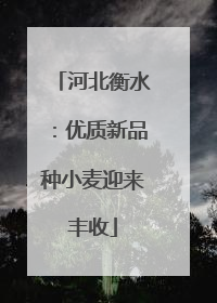 河北衡水：优质新品种小麦迎来丰收