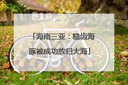 海南三亚：糙齿海豚被成功放归大海