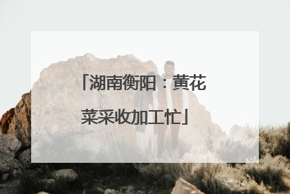 湖南衡阳：黄花菜采收加工忙