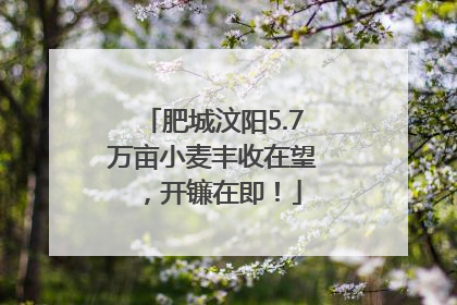 肥城汶阳5.7万亩小麦丰收在望，开镰在即！