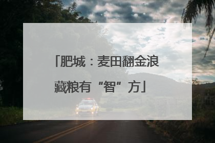 肥城：麦田翻金浪藏粮有“智”方