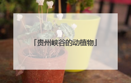 贵州峡谷的动植物