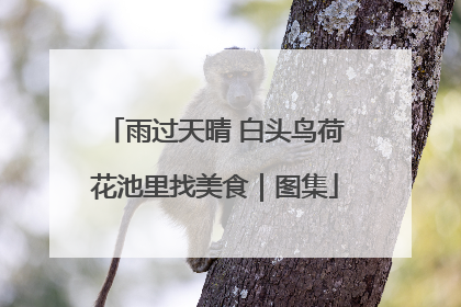 雨过天晴 白头鸟荷花池里找美食｜图集