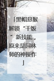 黑帽悬猴解锁“干饭”新技能，原来是园林师的神操作