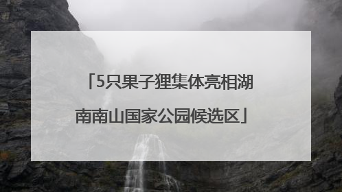 5只果子狸集体亮相湖南南山国家公园候选区